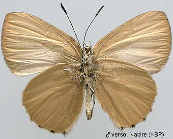Philiris Innotata Papua Insects Foundation (Lepidoptera/Lycaenidae/Lycaeninae(Philiris ...